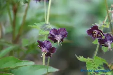 G. Phaeum Samober Blüte.webp