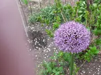 Gartentag 12.5.15 022.webp