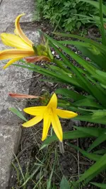 Gartentag 12.5.15 019.webp