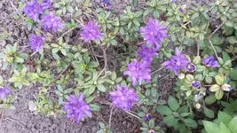 Gartentag 12.5.15 018.webp