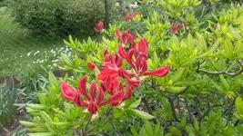 Gartentag 12.5.15 017.webp