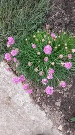 Gartentag 12.5.15 016.webp