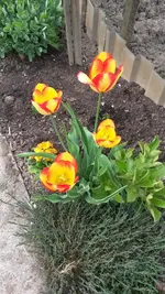 Gartentag 12.5.15 015.webp
