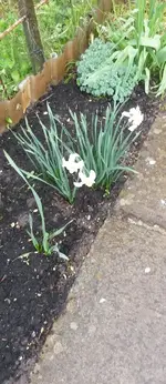 Gartentag 12.5.15 013.webp