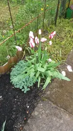 Gartentag 12.5.15 012.webp