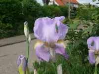 k-P1090131.webp