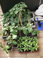 k-P1090133.webp