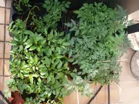 k-P1090136.webp