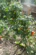 Tomate mit Schieflage.webp