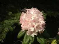 CIMG7150.webp