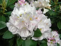 die schönsten Gartenbilder 181.webp