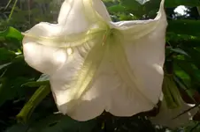 CIMG5578.webp