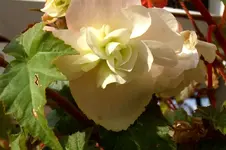CIMG5579.webp