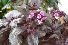 CIMG5580.webp
