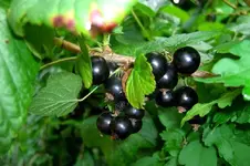 CIMG5596.webp