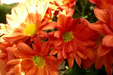 CIMG5604.webp