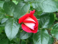SA500279.webp