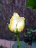 SA500285.webp