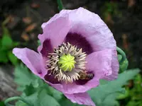 SA500303.webp
