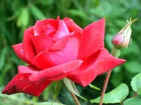 SA500309.webp