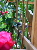 SA500287.webp