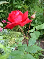 SA500310.webp