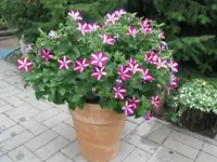 fotos6 072.webp