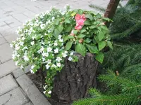 fotos6 069.webp