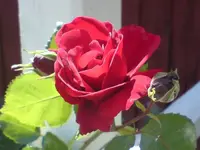 bluete.webp