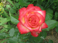 IMG_1985.webp