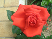 IMG_1987.webp