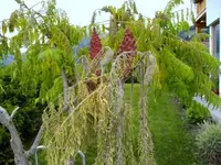 Essigbaum1.webp