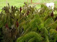 Essigbaum2.webp