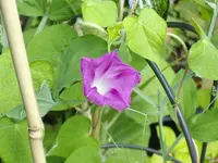 IMGP1839.webp