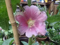 IMGP1843.webp