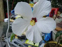 IMGP1858.webp
