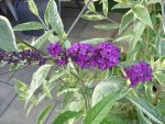 Buddleia harlekin.jpg