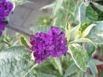 Buddleia harlekin(2).jpg