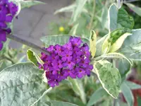 Buddleia harlekin(2).webp