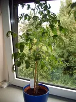 Tomatenpflanze 004.webp