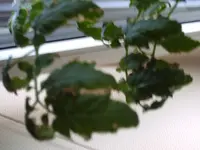 Tomatenpflanze 001.webp