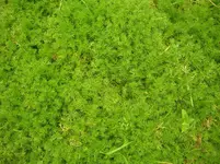 DSCN1603.webp
