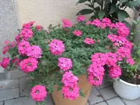 fotos6 071.webp