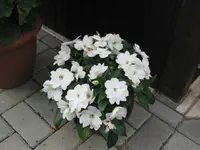fotos6 051.webp