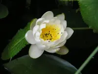 Seerose.webp