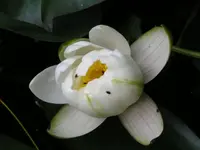 Seerose1.webp