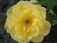 2009  Garten -6 073.webp