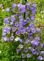 2009  Garten -6-27bl Marienglocke 007.webp