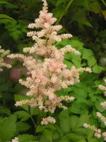 2009  Garten -6-27 rs Astilbe 106.webp