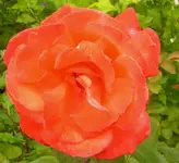 2009  Garten -6-27 Rose scharlach016.webp